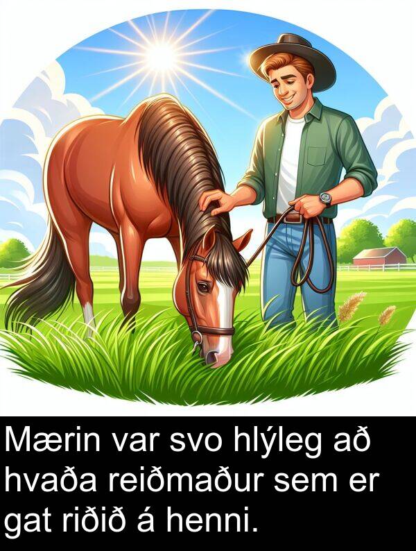 reiðmaður: Mærin var svo hlýleg að hvaða reiðmaður sem er gat riðið á henni.