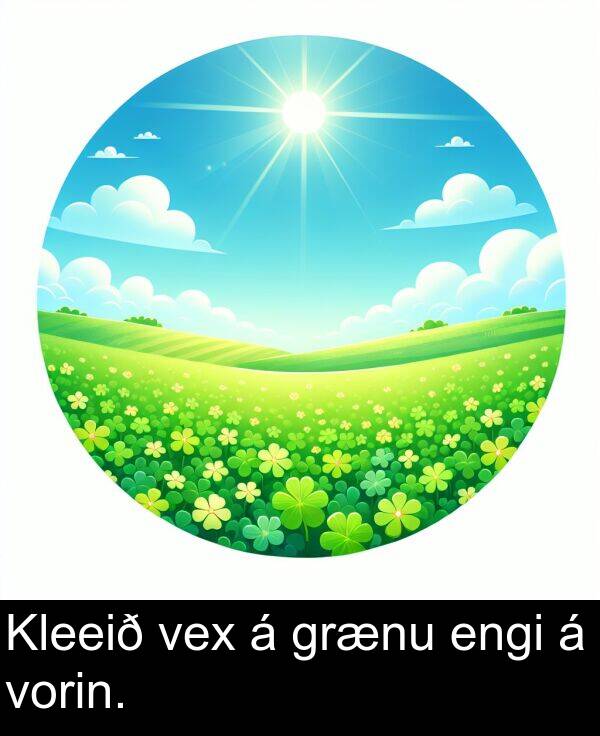 vex: Kleeið vex á grænu engi á vorin.