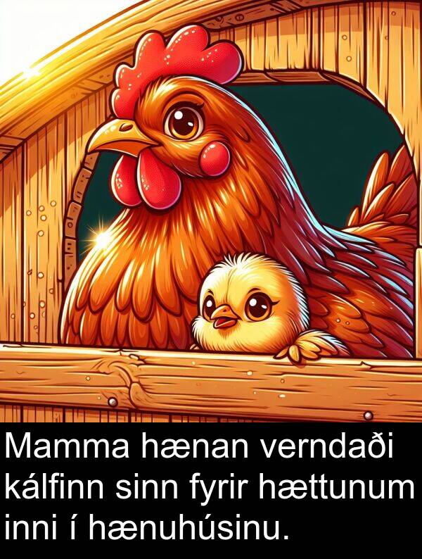 inni: Mamma hænan verndaði kálfinn sinn fyrir hættunum inni í hænuhúsinu.