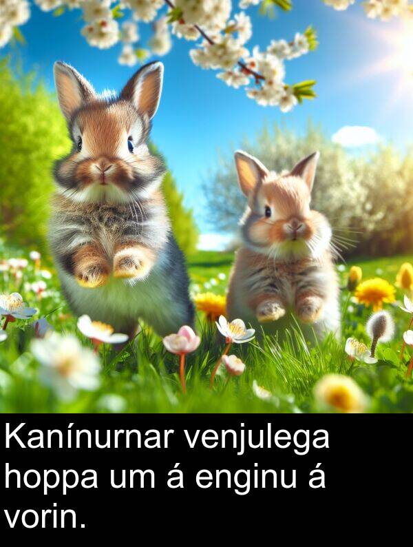 venjulega: Kanínurnar venjulega hoppa um á enginu á vorin.