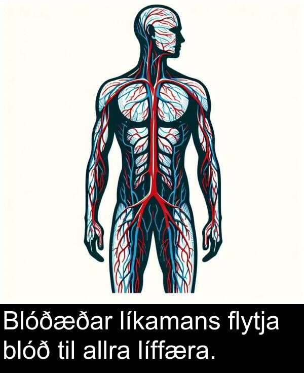 allra: Blóðæðar líkamans flytja blóð til allra líffæra.