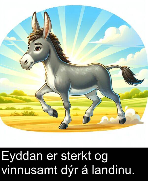 dýr: Eyddan er sterkt og vinnusamt dýr á landinu.
