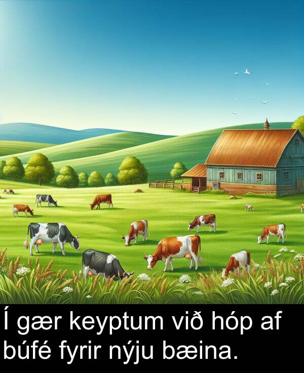 keyptum: Í gær keyptum við hóp af búfé fyrir nýju bæina.