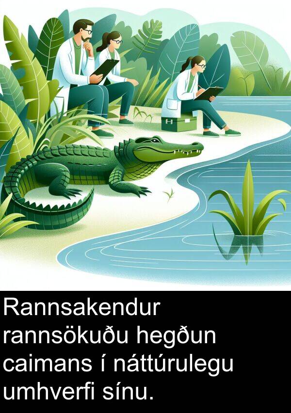 umhverfi: Rannsakendur rannsökuðu hegðun caimans í náttúrulegu umhverfi sínu.