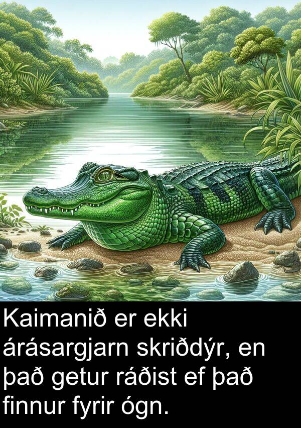 ógn: Kaimanið er ekki árásargjarn skriðdýr, en það getur ráðist ef það finnur fyrir ógn.