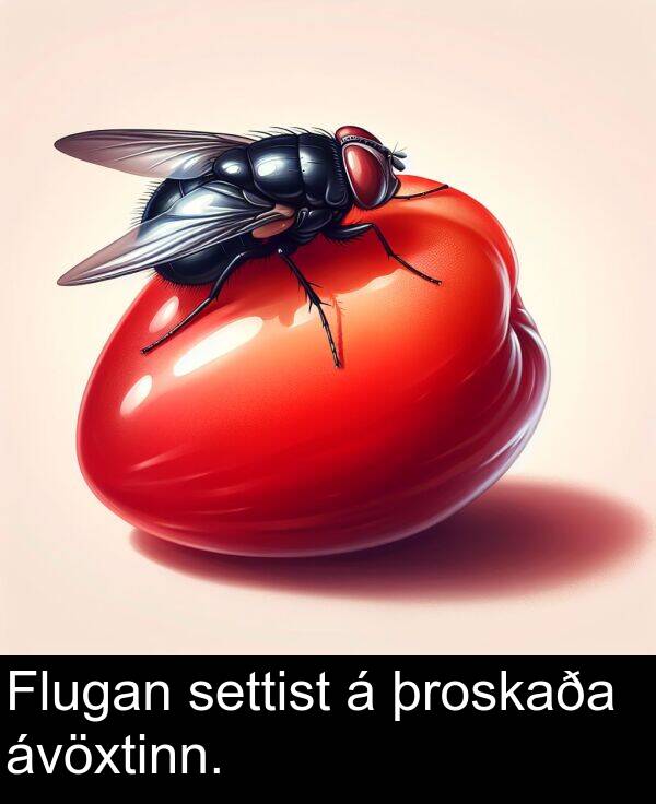 þroskaða: Flugan settist á þroskaða ávöxtinn.