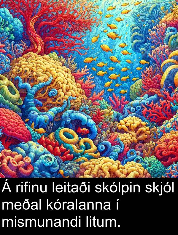 rifinu: Á rifinu leitaði skólpin skjól meðal kóralanna í mismunandi litum.