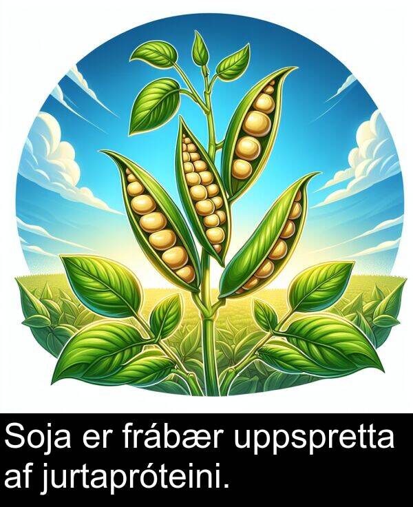 uppspretta: Soja er frábær uppspretta af jurtapróteini.
