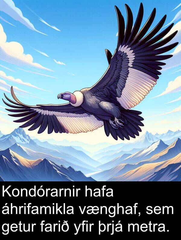 þrjá: Kondórarnir hafa áhrifamikla vænghaf, sem getur farið yfir þrjá metra.