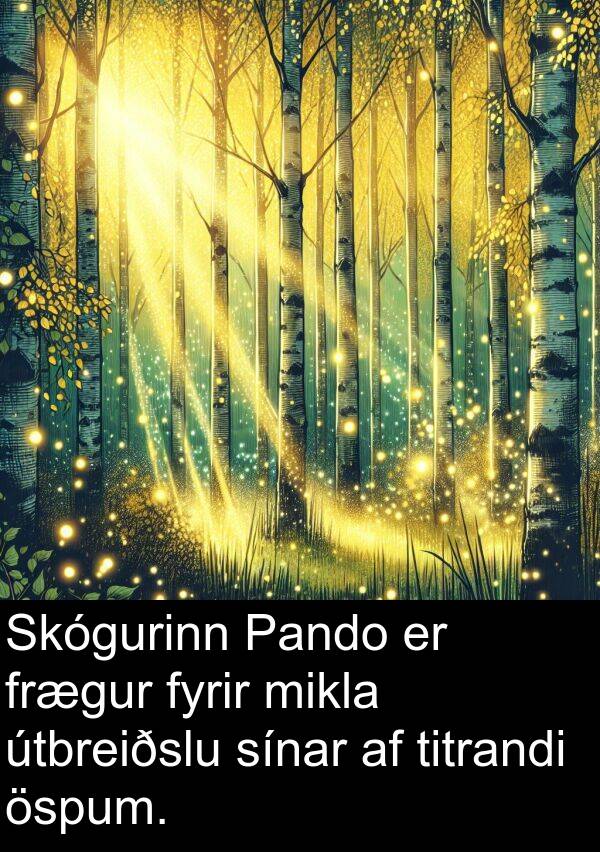 útbreiðslu: Skógurinn Pando er frægur fyrir mikla útbreiðslu sínar af titrandi öspum.