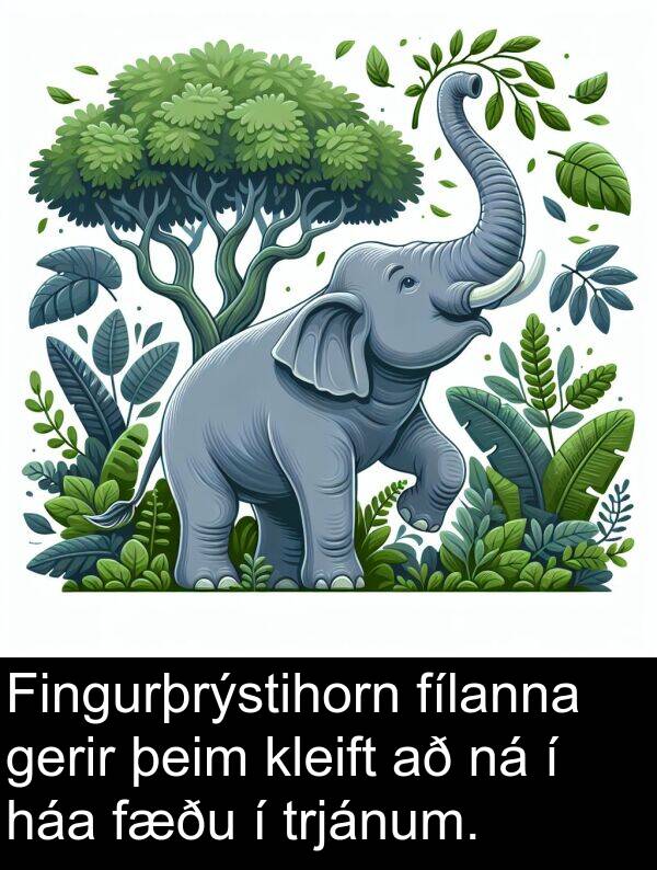 þeim: Fingurþrýstihorn fílanna gerir þeim kleift að ná í háa fæðu í trjánum.