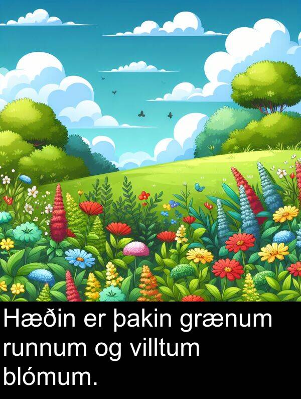 þakin: Hæðin er þakin grænum runnum og villtum blómum.