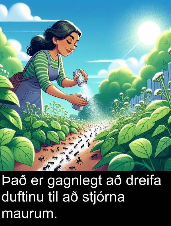 duftinu: Það er gagnlegt að dreifa duftinu til að stjórna maurum.