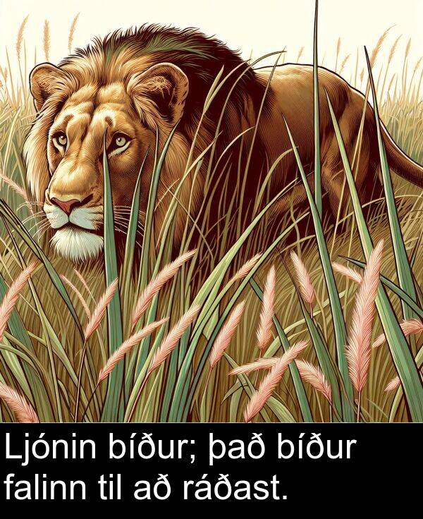 það: Ljónin bíður; það bíður falinn til að ráðast.