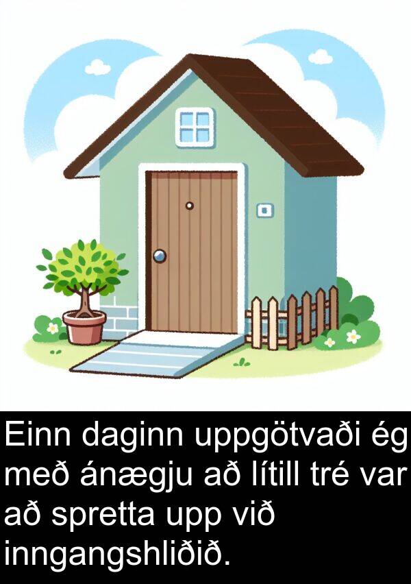 uppgötvaði: Einn daginn uppgötvaði ég með ánægju að lítill tré var að spretta upp við inngangshliðið.