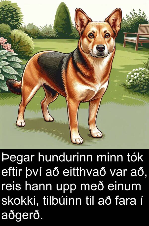 tilbúinn: Þegar hundurinn minn tók eftir því að eitthvað var að, reis hann upp með einum skokki, tilbúinn til að fara í aðgerð.