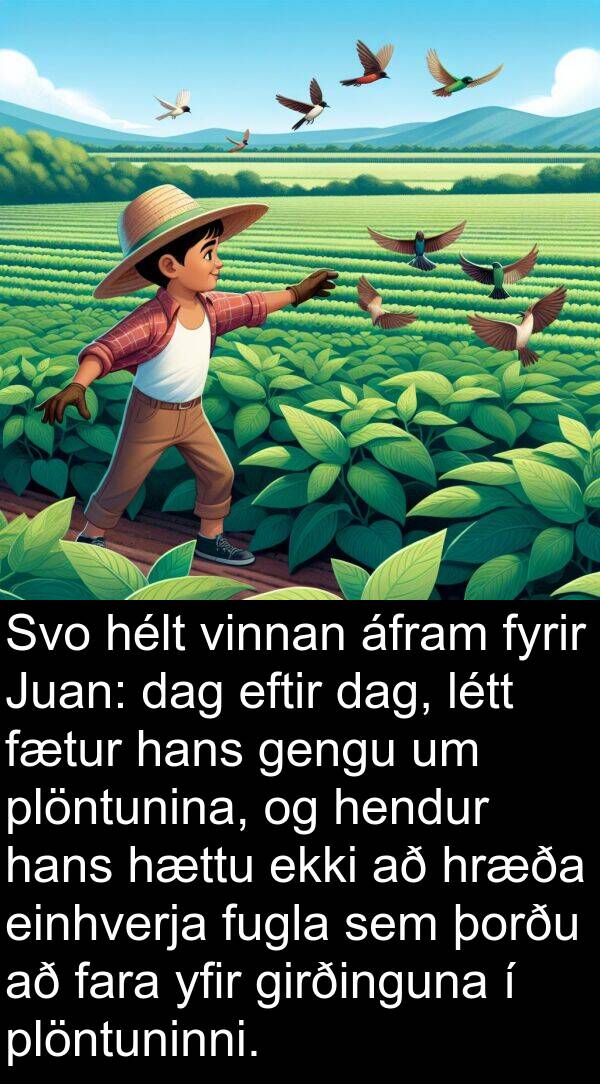 þorðu: Svo hélt vinnan áfram fyrir Juan: dag eftir dag, létt fætur hans gengu um plöntunina, og hendur hans hættu ekki að hræða einhverja fugla sem þorðu að fara yfir girðinguna í plöntuninni.
