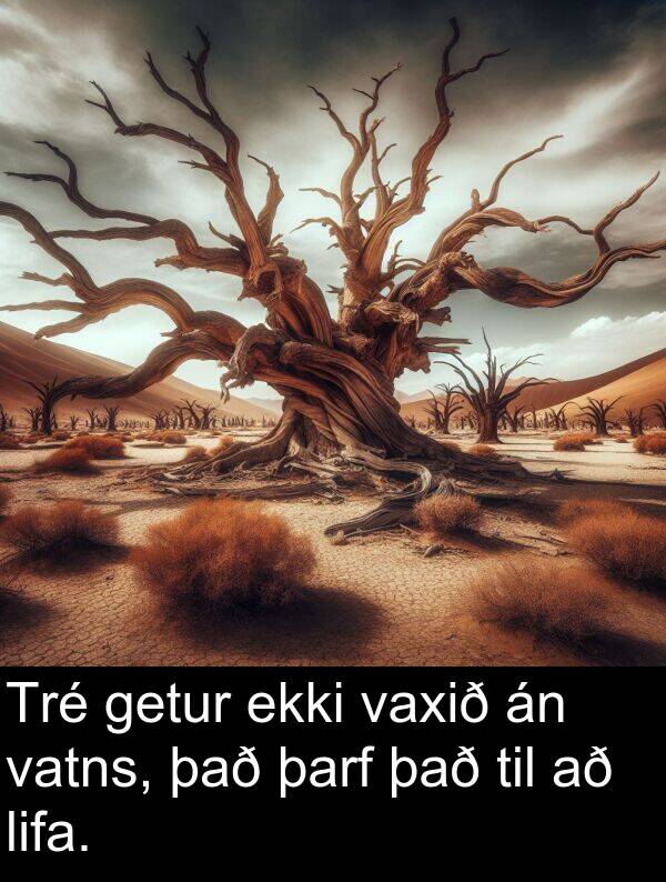 það: Tré getur ekki vaxið án vatns, það þarf það til að lifa.