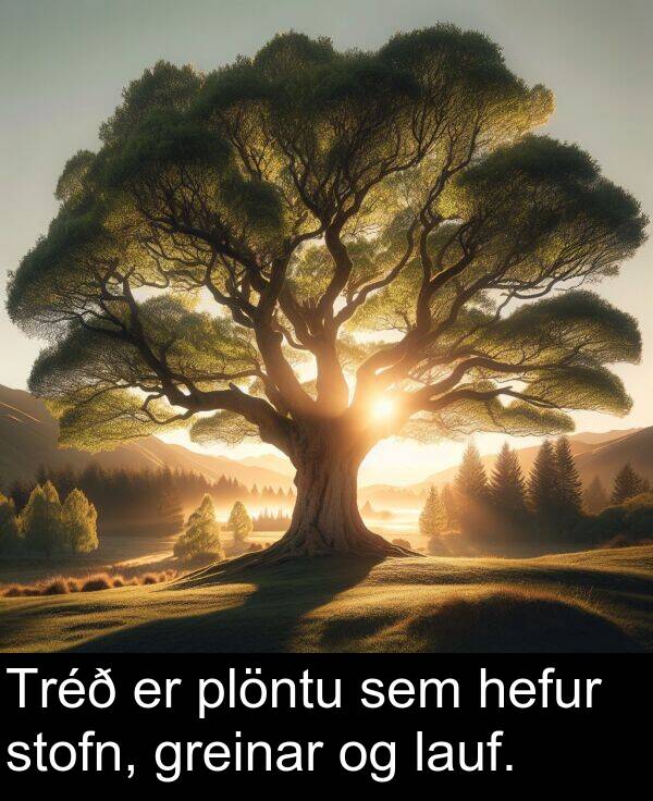 plöntu: Tréð er plöntu sem hefur stofn, greinar og lauf.