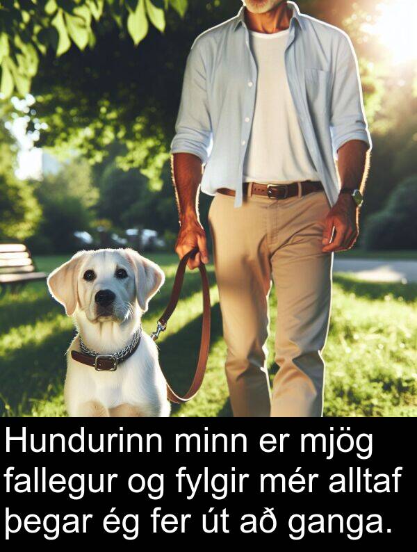 fer: Hundurinn minn er mjög fallegur og fylgir mér alltaf þegar ég fer út að ganga.