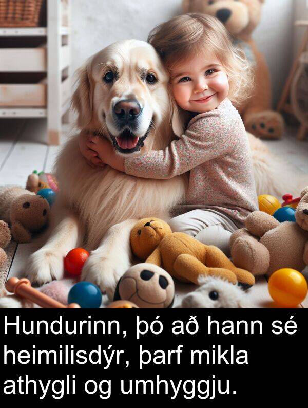 þarf: Hundurinn, þó að hann sé heimilisdýr, þarf mikla athygli og umhyggju.