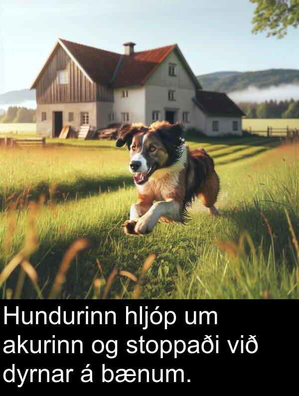 akurinn: Hundurinn hljóp um akurinn og stoppaði við dyrnar á bænum.