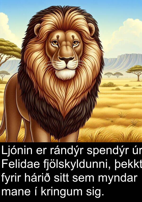 þekkt: Ljónin er rándýr spendýr úr Felidae fjölskyldunni, þekkt fyrir hárið sitt sem myndar mane í kringum sig.