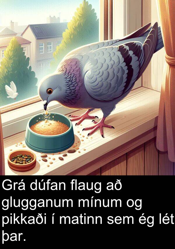 þar: Grá dúfan flaug að glugganum mínum og pikkaði í matinn sem ég lét þar.