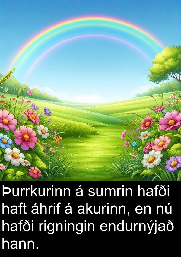 akurinn: Þurrkurinn á sumrin hafði haft áhrif á akurinn, en nú hafði rigningin endurnýjað hann.