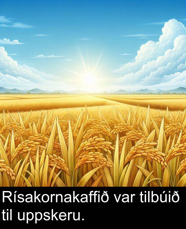 tilbúið: Rísakornakaffið var tilbúið til uppskeru.