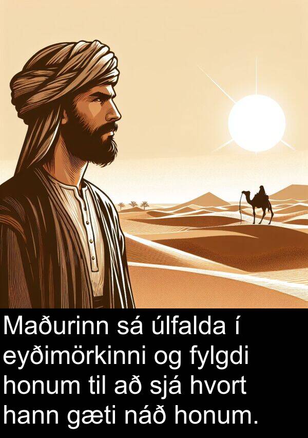 úlfalda: Maðurinn sá úlfalda í eyðimörkinni og fylgdi honum til að sjá hvort hann gæti náð honum.