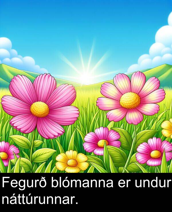 undur: Fegurð blómanna er undur náttúrunnar.