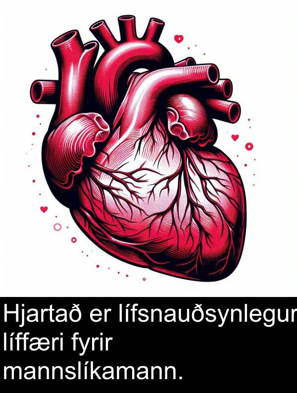 mannslíkamann: Hjartað er lífsnauðsynlegur líffæri fyrir mannslíkamann.