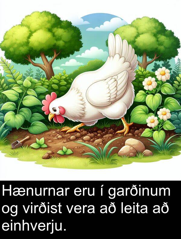 garðinum: Hænurnar eru í garðinum og virðist vera að leita að einhverju.