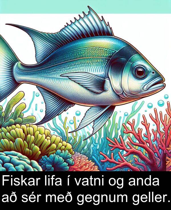 sér: Fiskar lifa í vatni og anda að sér með gegnum geller.