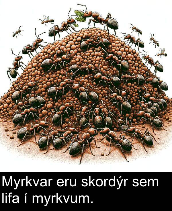 lifa: Myrkvar eru skordýr sem lifa í myrkvum.