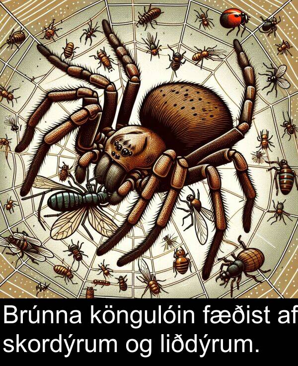 skordýrum: Brúnna köngulóin fæðist af skordýrum og liðdýrum.