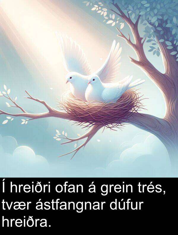 ofan: Í hreiðri ofan á grein trés, tvær ástfangnar dúfur hreiðra.