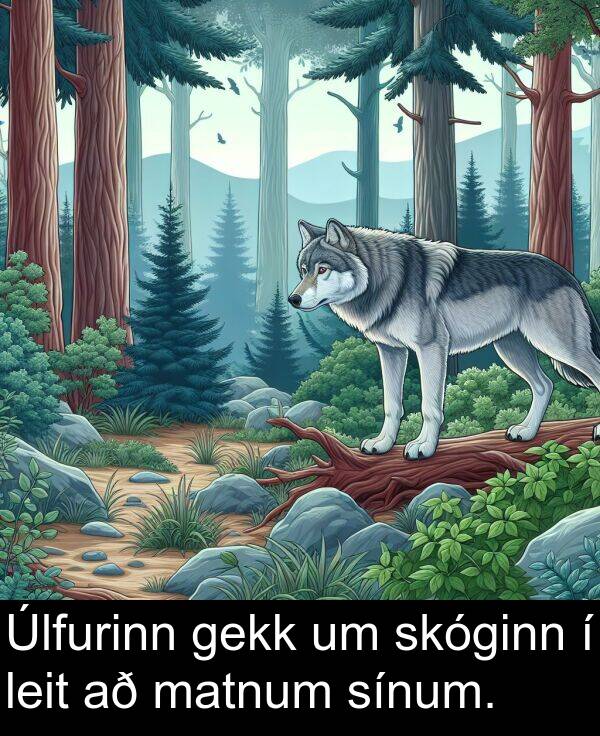 gekk: Úlfurinn gekk um skóginn í leit að matnum sínum.