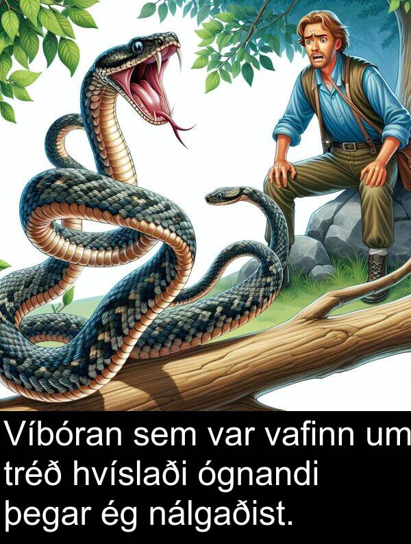 vafinn: Víbóran sem var vafinn um tréð hvíslaði ógnandi þegar ég nálgaðist.