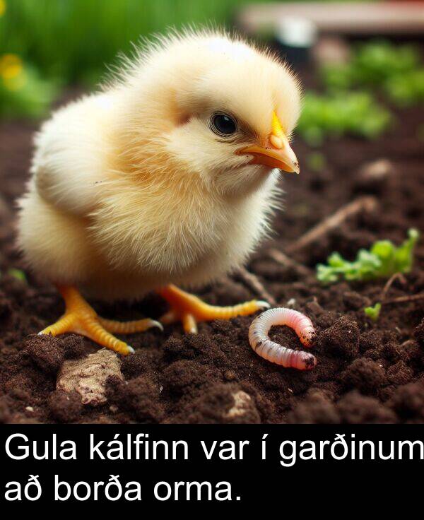 garðinum: Gula kálfinn var í garðinum að borða orma.