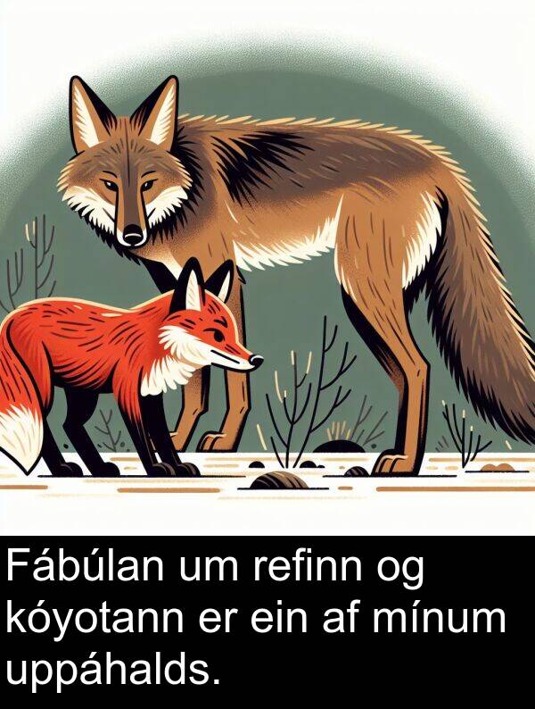 refinn: Fábúlan um refinn og kóyotann er ein af mínum uppáhalds.