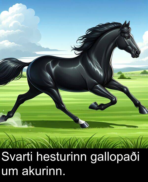 akurinn: Svarti hesturinn gallopaði um akurinn.