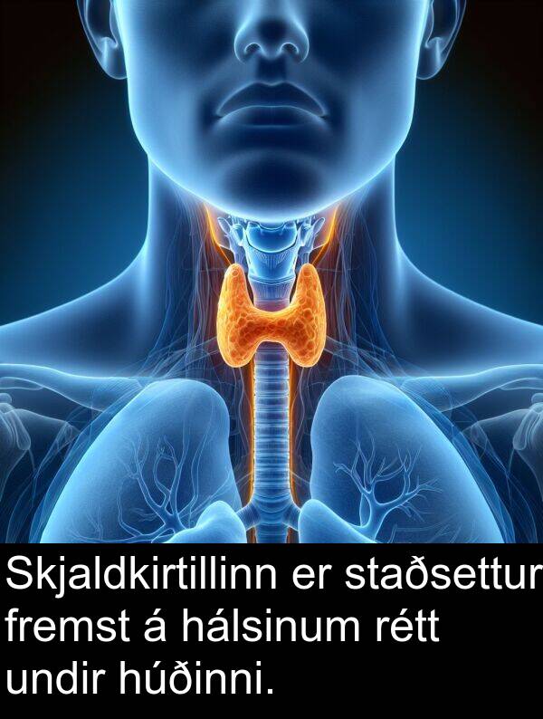 rétt: Skjaldkirtillinn er staðsettur fremst á hálsinum rétt undir húðinni.