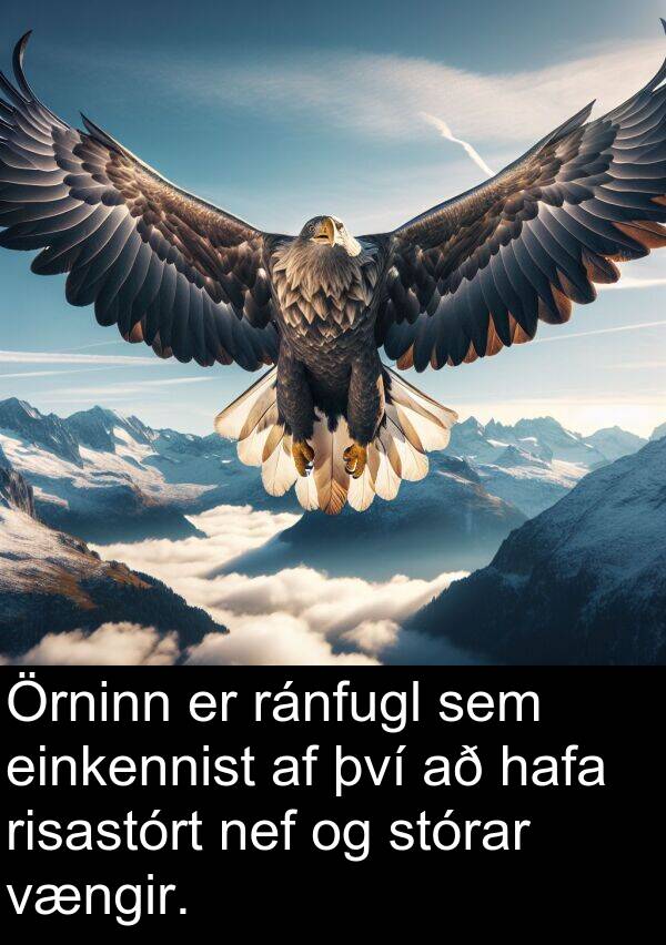 risastórt: Örninn er ránfugl sem einkennist af því að hafa risastórt nef og stórar vængir.