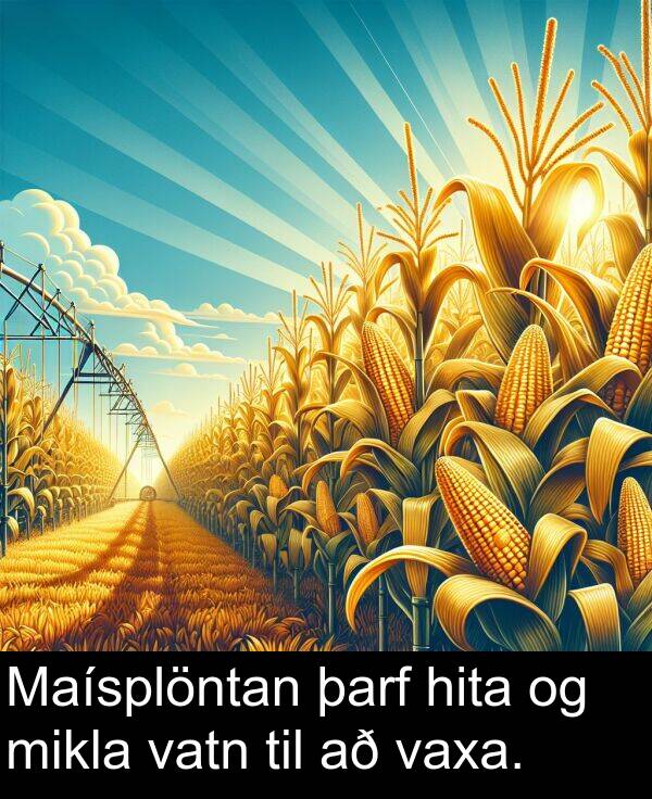 þarf: Maísplöntan þarf hita og mikla vatn til að vaxa.