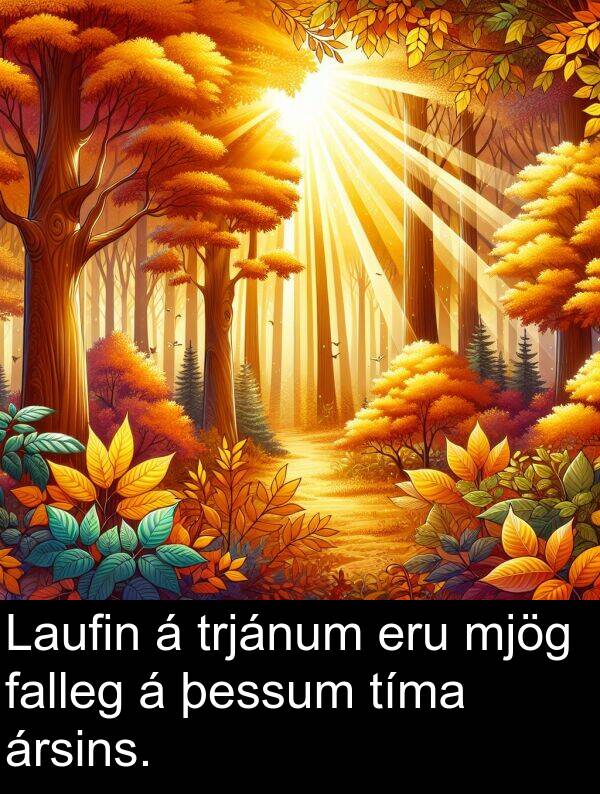 þessum: Laufin á trjánum eru mjög falleg á þessum tíma ársins.