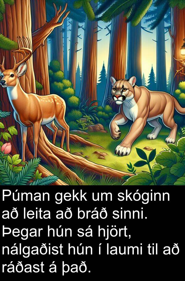 gekk: Púman gekk um skóginn að leita að bráð sinni. Þegar hún sá hjört, nálgaðist hún í laumi til að ráðast á það.