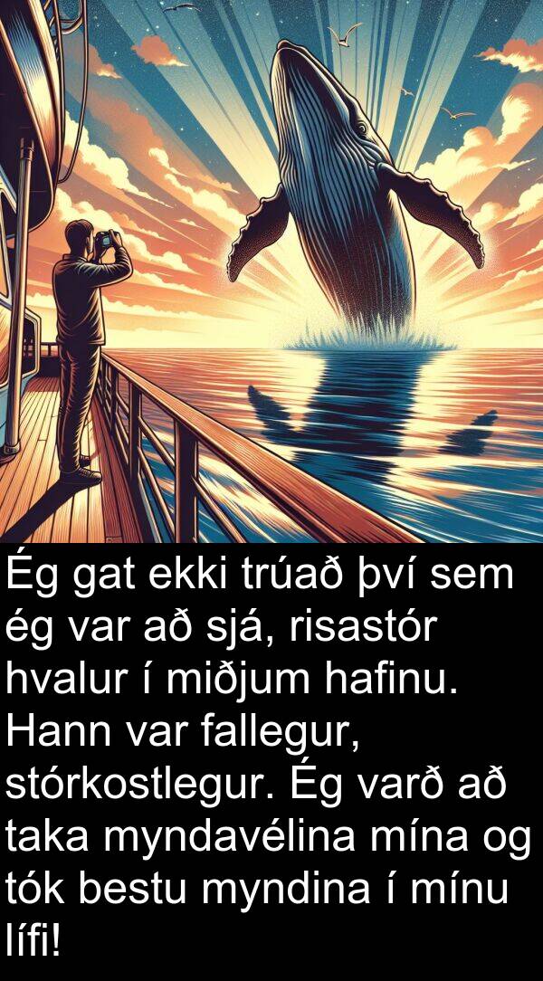 taka: Ég gat ekki trúað því sem ég var að sjá, risastór hvalur í miðjum hafinu. Hann var fallegur, stórkostlegur. Ég varð að taka myndavélina mína og tók bestu myndina í mínu lífi!