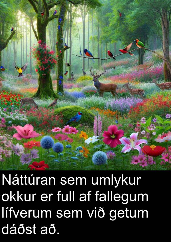 dáðst: Náttúran sem umlykur okkur er full af fallegum lífverum sem við getum dáðst að.